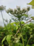 Daucus carota