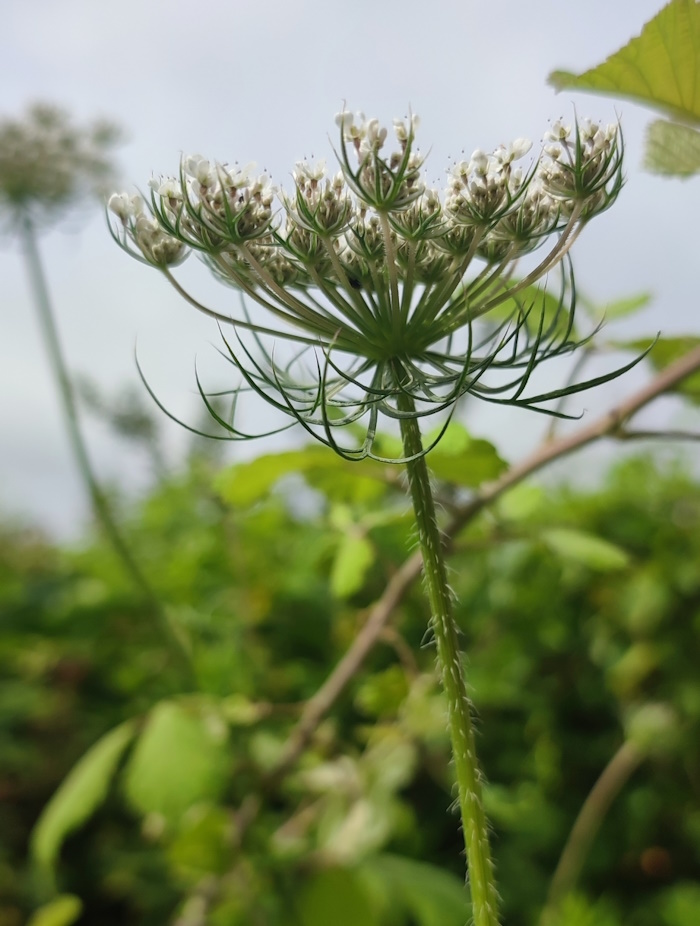 Image of Daucus carota specimen.