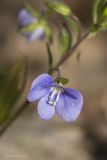 View full-size image Veronica umbrosa