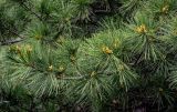 View full-size image Pinus armandii