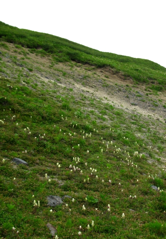 Image of Castilleja pavlovii specimen.