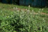 View full-size image Nepeta cataria