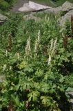 View full-size image Aconitum orientale