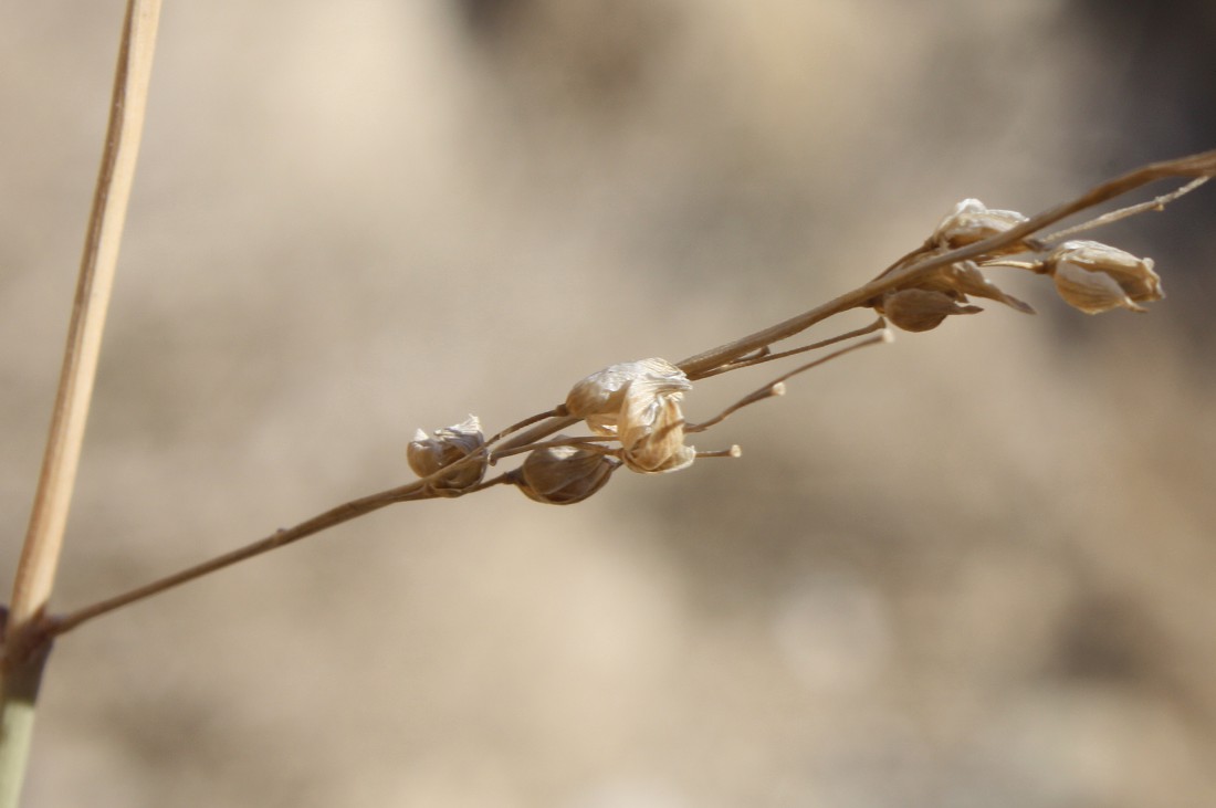 Изображение особи Panicum turgidum.