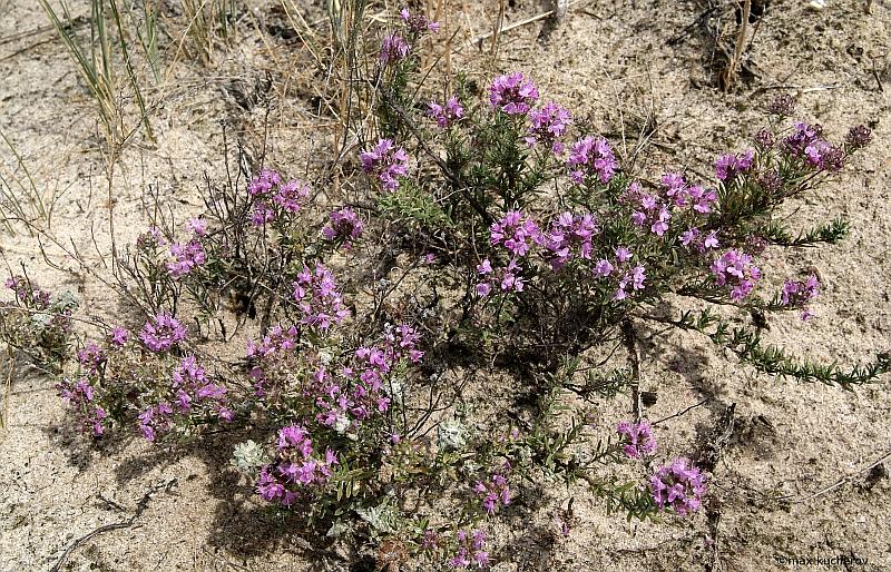 Image of Thymus pallasianus specimen.