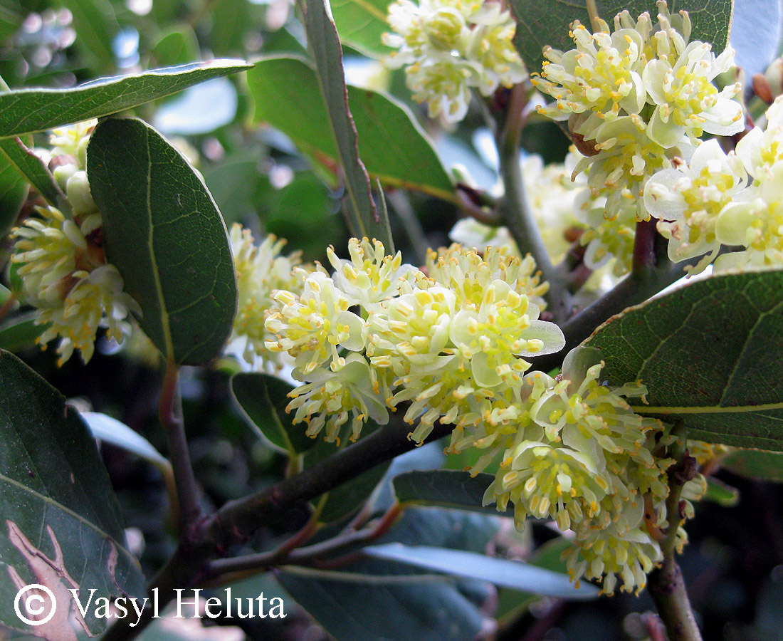 Image of Laurus nobilis specimen.