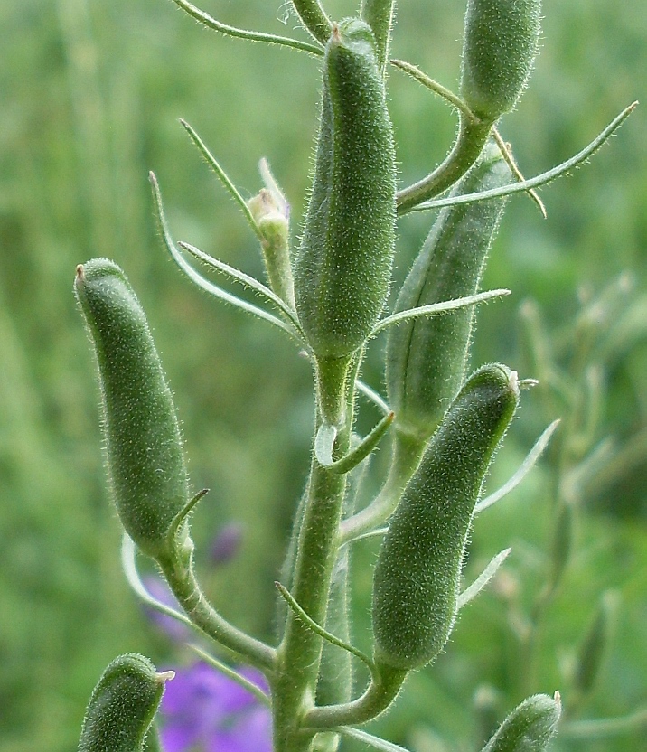 Image of Delphinium ajacis specimen.