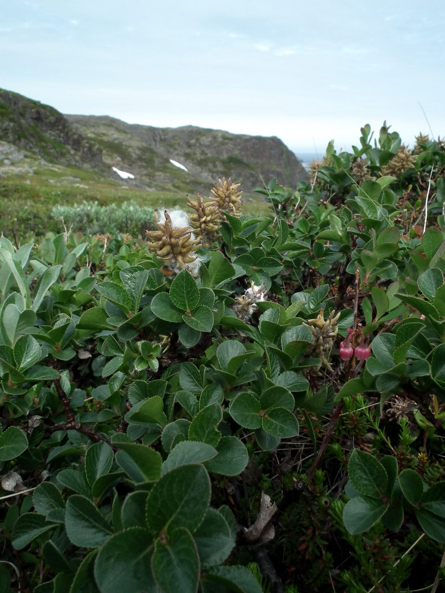 Image of Salix myrsinites specimen.