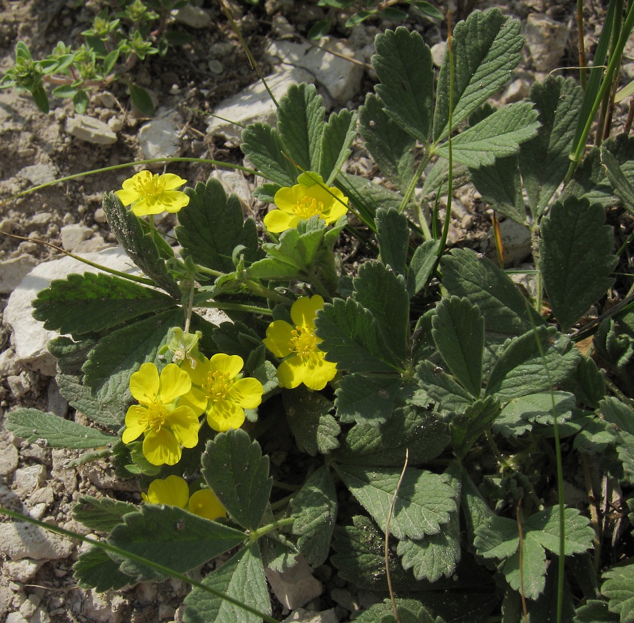 Image of Potentilla incana specimen.