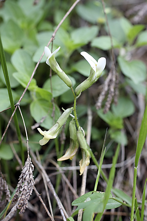 Image of genus Astragalus specimen.