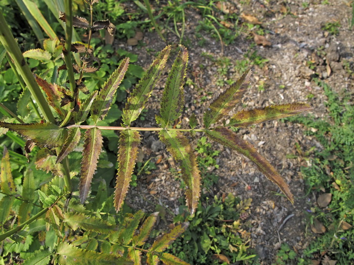 Image of Sanguisorba magnifica specimen.