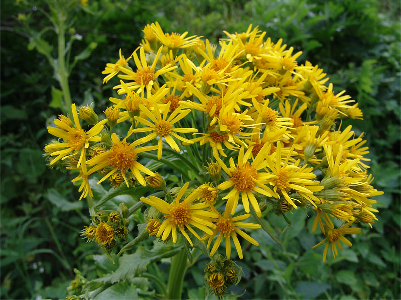 Изображение особи Tephroseris cladobotrys.