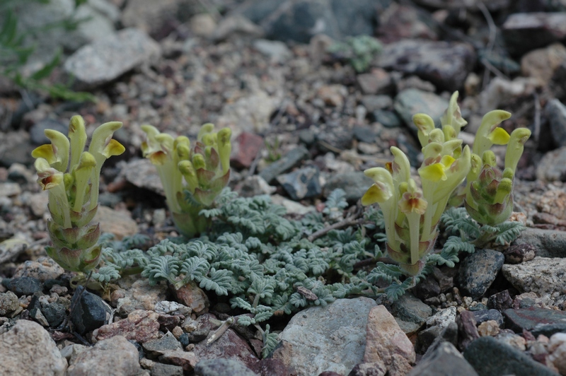 Image of Scutellaria przewalskii specimen.