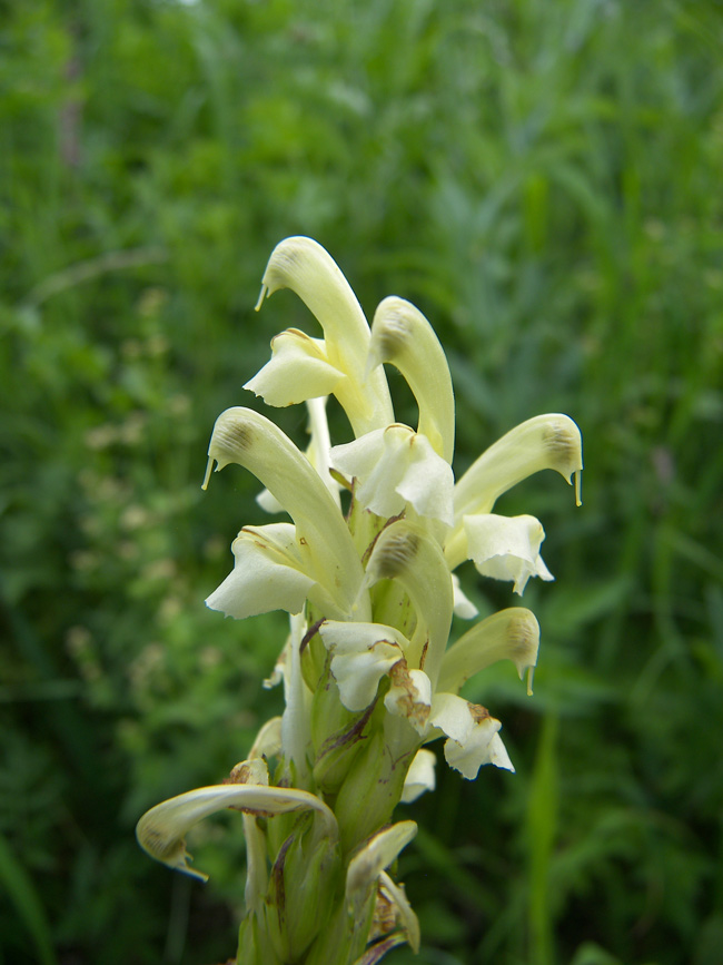 Image of Pedicularis daghestanica specimen.