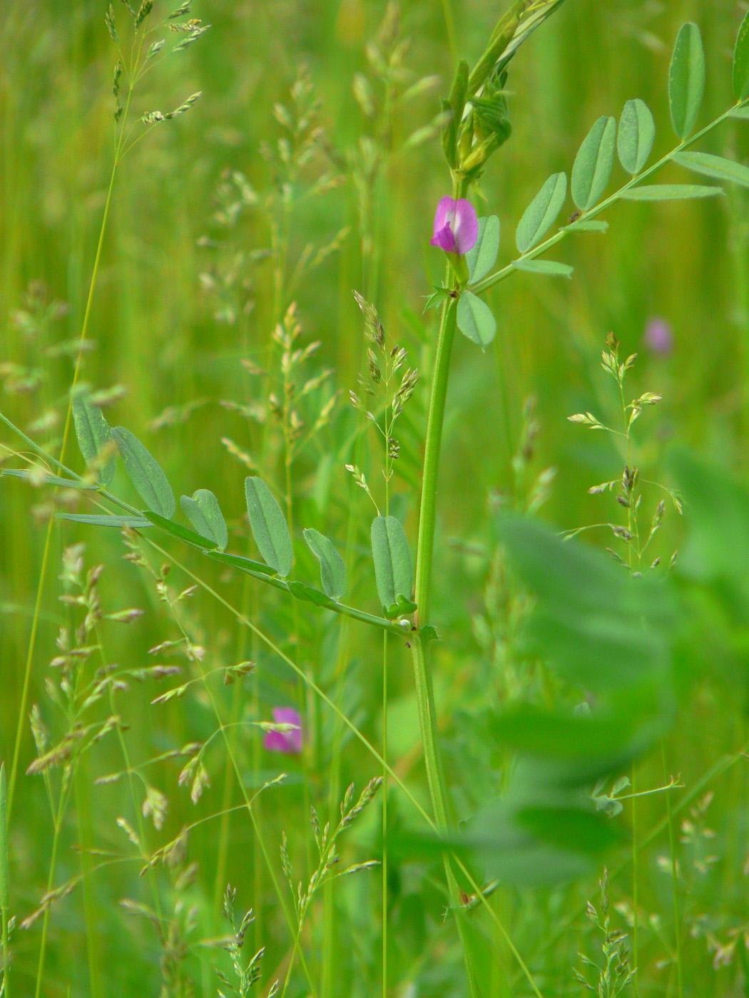 Image of Vicia angustifolia specimen.