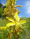 Asphodeline lutea. Часть цветущего соцветия. Черноморское побережье Кавказа, Новороссийск, к югу от мыса Шесхарис, разреженное можжевеловое редколесье. 3 мая 2010 г.