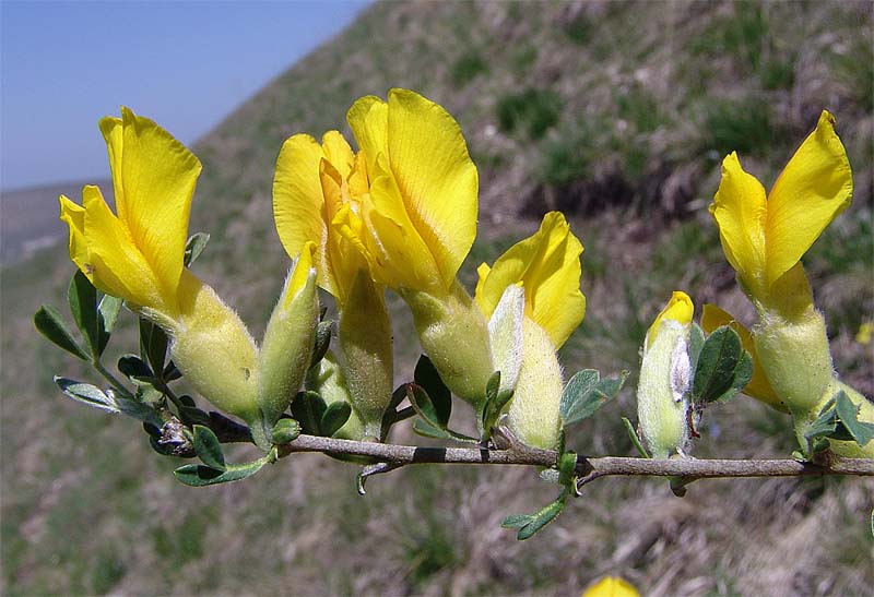 Изображение особи Chamaecytisus wulffii.