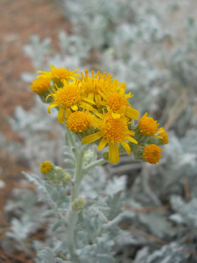 Image of Senecio cineraria specimen.