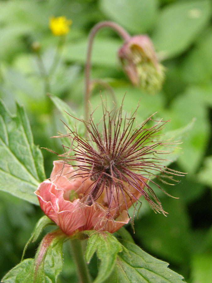 Изображение особи Geum rivale.