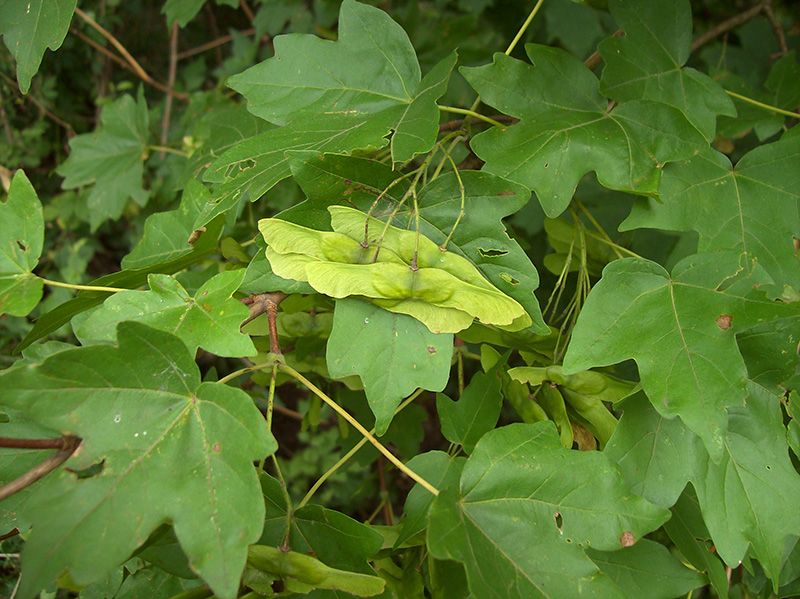 Image of Acer campestre specimen.