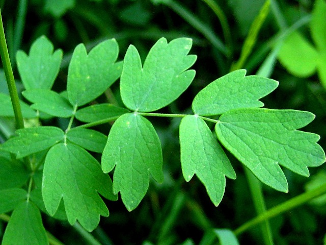 Image of Thalictrum simplex specimen.