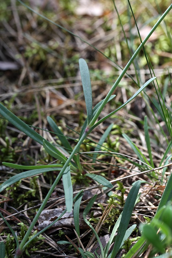 Image of Gypsophila fastigiata specimen.