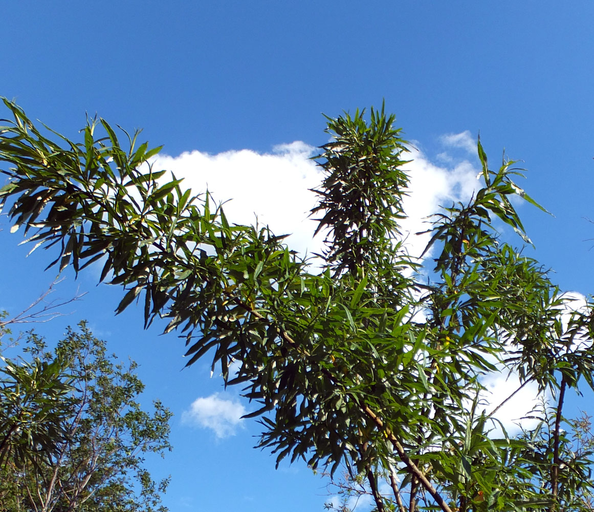 Изображение особи Salix schwerinii.