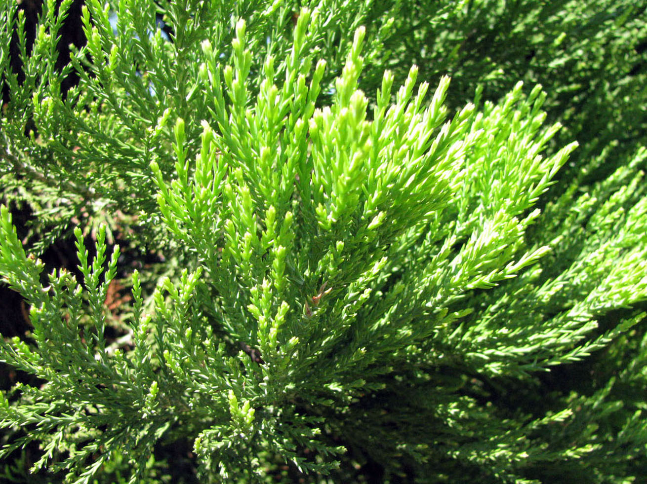 Image of Sequoiadendron giganteum specimen.