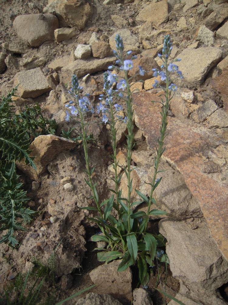 Image of Veronica gentianoides specimen.