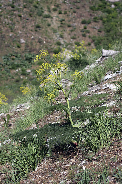 Изображение особи Ferula tenuisecta.