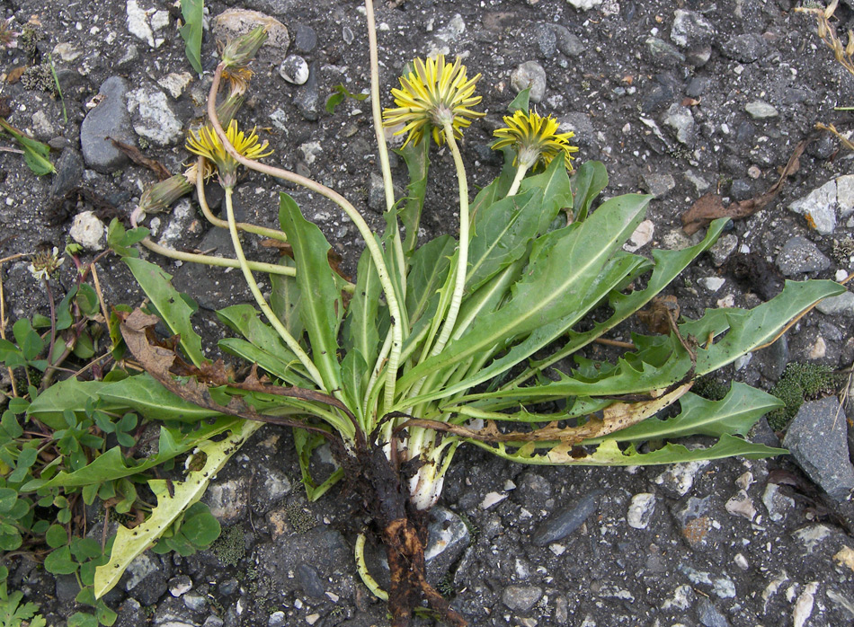 Image of Taraxacum confusum specimen.