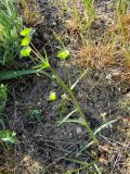 Euphorbia leptocaula. Цветущее растение. Краснодарский край, сухой южный склон над р. Ея у станицы Шкуринская. 27.04.2009.
