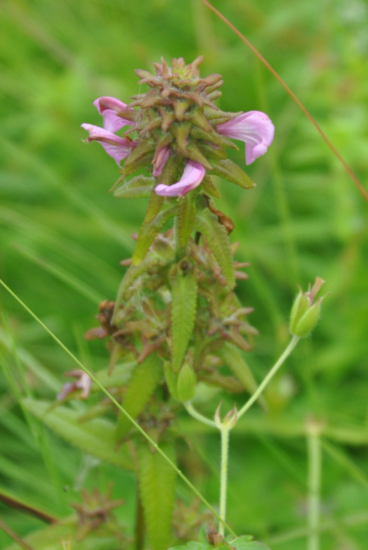 Image of Pedicularis resupinata specimen.