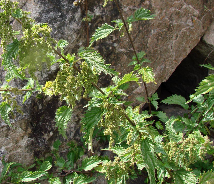 Изображение особи Urtica dioica.