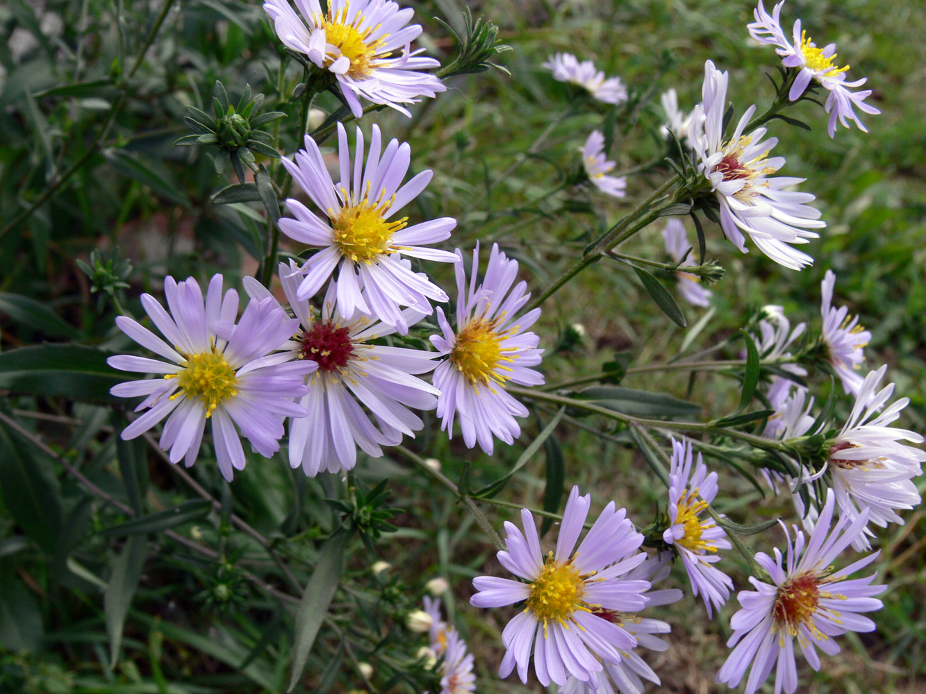 Изображение особи Symphyotrichum novi-belgii.