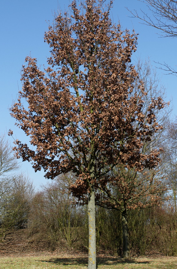 Изображение особи Quercus robur.