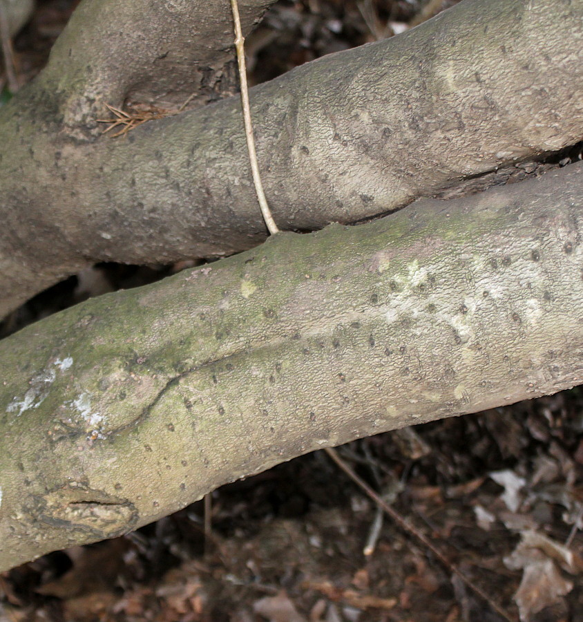 Image of Osmanthus &times; burkwoodii specimen.