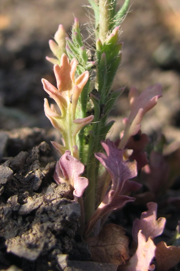 Image of Papaver laevigatum specimen.