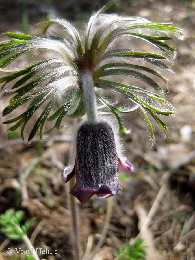 Изображение особи Pulsatilla pratensis.