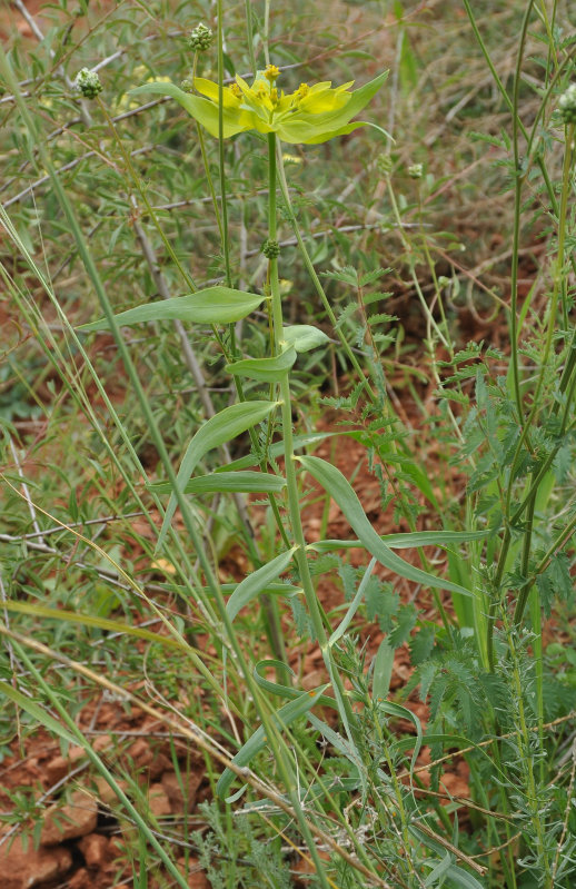 Image of Euphorbia heteradena specimen.