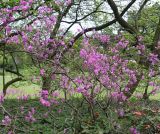 Rhododendron reticulatum. Цветущее растение. Германия, г. Krefeld, Ботанический сад. 11.05.2013.