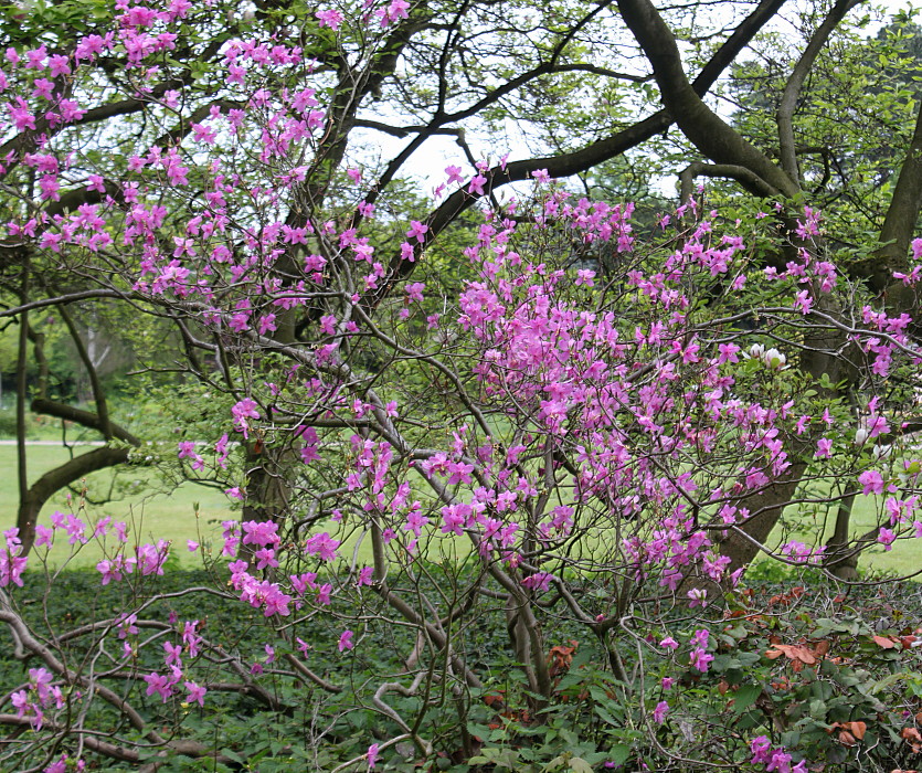 Image of Rhododendron reticulatum specimen.