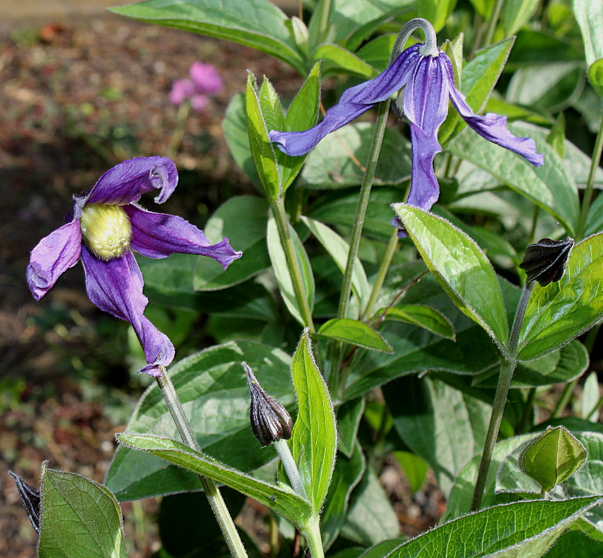 Image of Clematis integrifolia specimen.