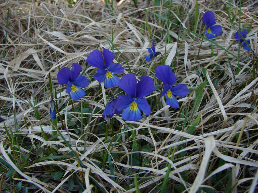 Изображение особи Viola oreades.