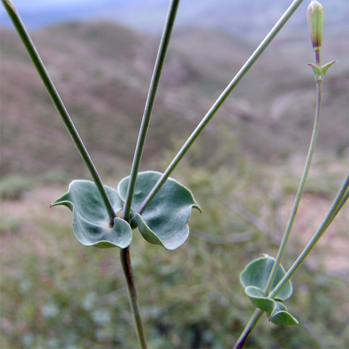 Image of Silene chlorifolia specimen.