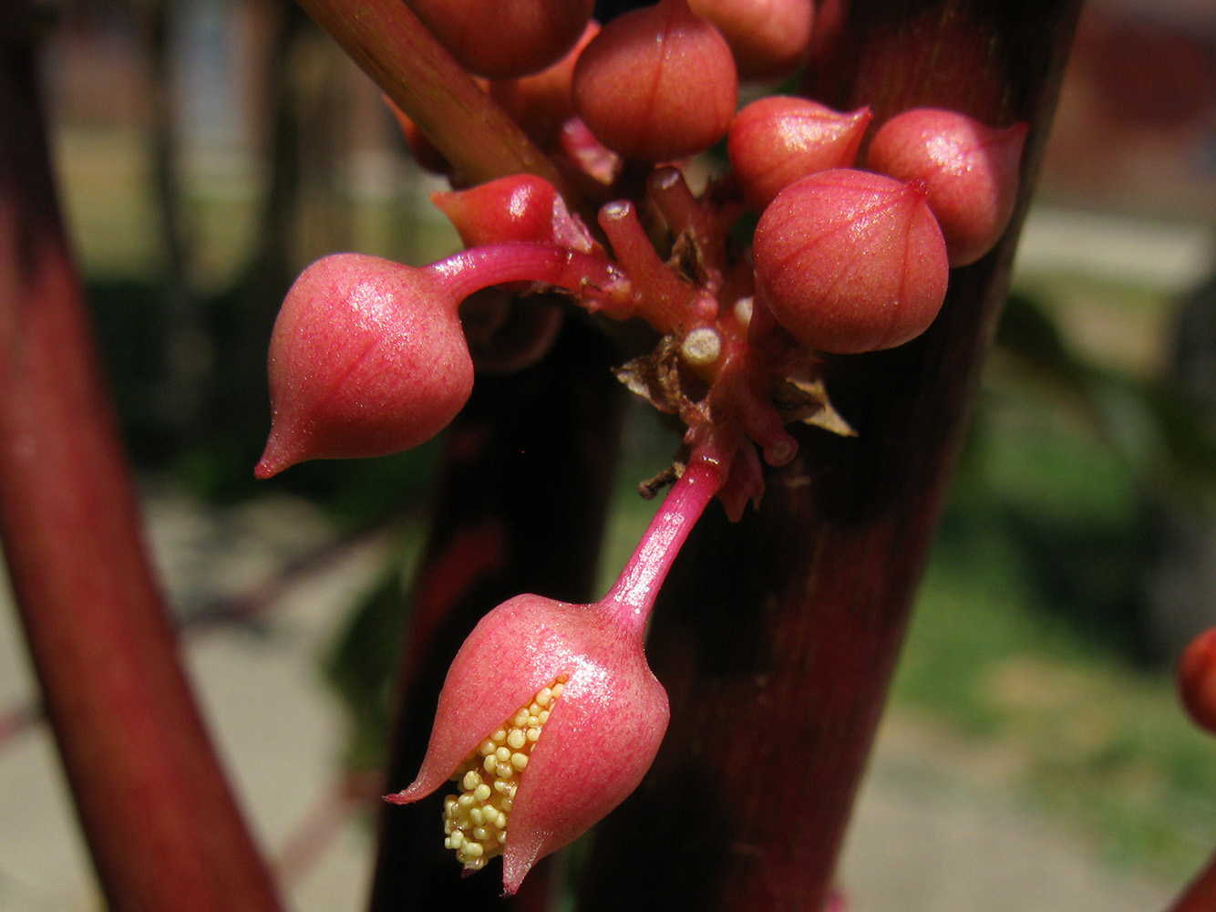 Image of Ricinus communis specimen.