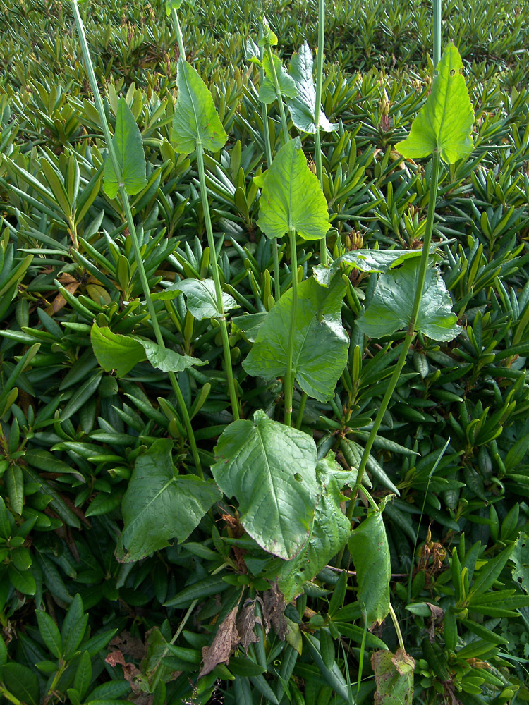 Image of Rumex arifolius specimen.