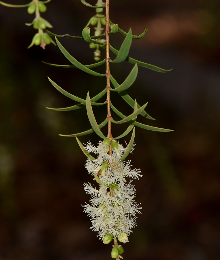 Изображение особи Melaleuca linariifolia.