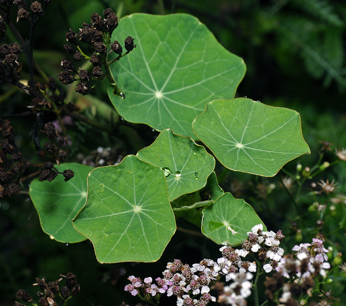 Изображение особи Tropaeolum majus.