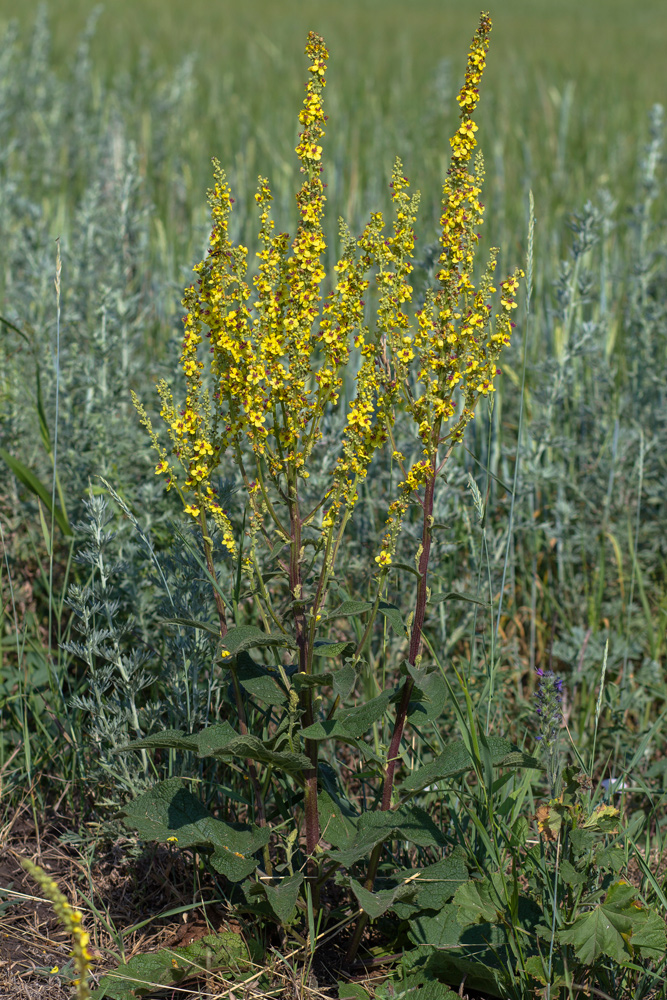 Image of Verbascum marschallianum specimen.